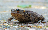 Common Toad (Bufo bufo)